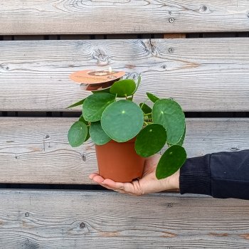 Pilea peperomioides (pilea) - kont. C1L, výška 10-15 cm, ⌀20-25 cm